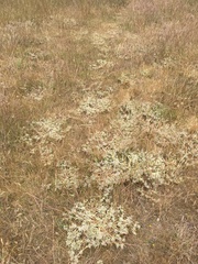 Eryngium aristulatum