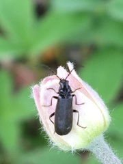 Rhagonycha mandibularis