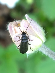 Rhagonycha mandibularis