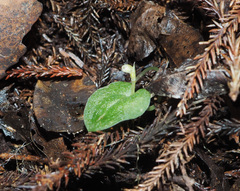Corybas rotundifolius