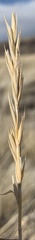 Elymus lanceolatus