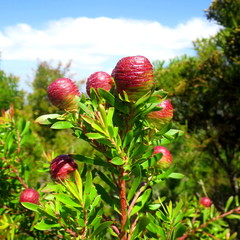 Leucadendron conicum