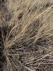 Elymus lanceolatus