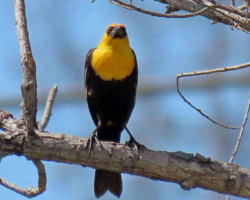 photo of Yellow-headed Blackbird (Xanthocephalus xanthocephalus)