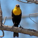 photo of Yellow-headed Blackbird (Xanthocephalus xanthocephalus)