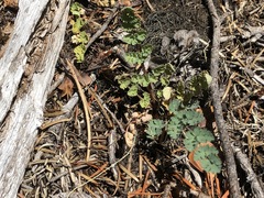 Lomatium martindalei