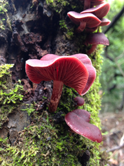 Tubaria punicea