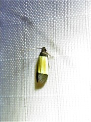 Anacampsis coverdalella