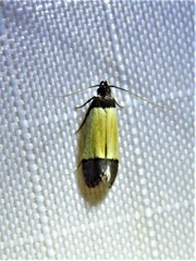 Anacampsis coverdalella