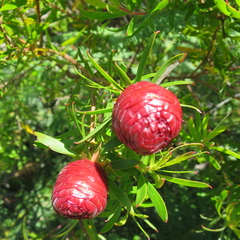 Leucadendron conicum