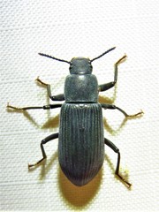 Xylopinus saperdoides