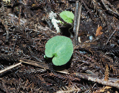 Corybas rotundifolius
