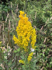 Solidago elongata
