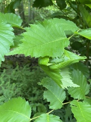 Pantographa limata