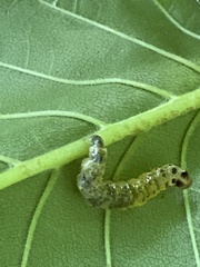 Pantographa limata
