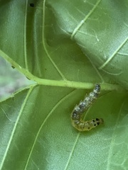 Pantographa limata