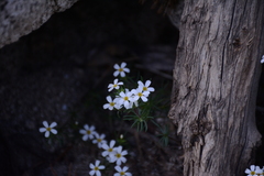 Leptosiphon nuttallii