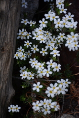 Leptosiphon nuttallii