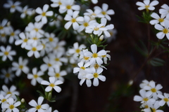 Leptosiphon nuttallii