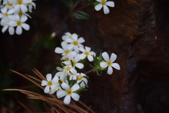 Leptosiphon nuttallii