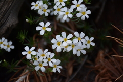 Leptosiphon nuttallii