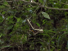 Papilio ophidicephalus phalusco