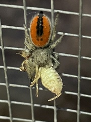 Phidippus ardens