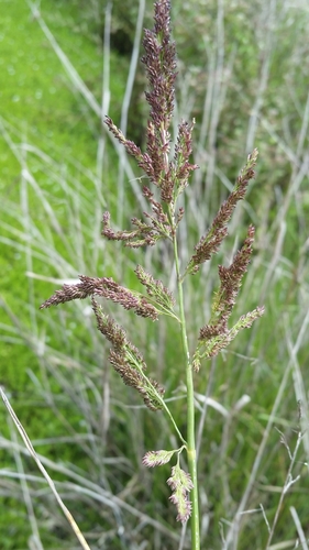 redtop panicgrass (Panicum rigidulum)