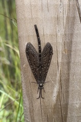 Brachynemurus nebulosus