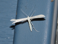 Hellinsia homodactylus