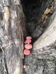 Gymnopilus subpurpuratus