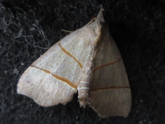 Gonepatica opalina