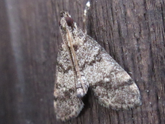 Dolicharthria bruguieralis