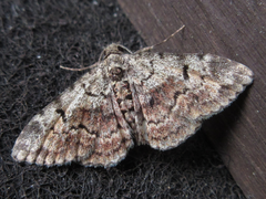 Paragona multisignata