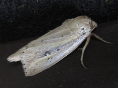 Spodoptera depravata