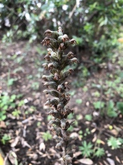 Sarcoglottis schaffneri