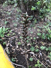 Sarcoglottis schaffneri