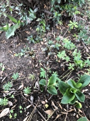 Sarcoglottis schaffneri