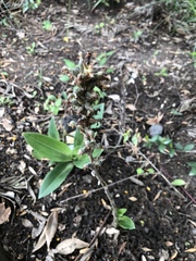 Sarcoglottis schaffneri