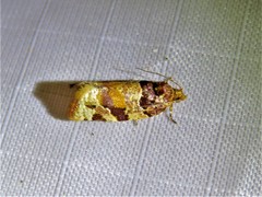 Argyrotaenia kimballi