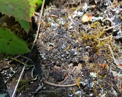 Protopannaria pezizoides