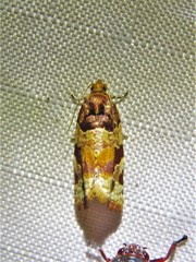 Argyrotaenia kimballi
