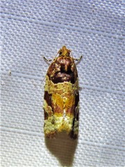 Argyrotaenia kimballi