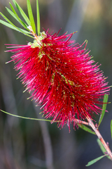 Melaleuca linearifolia