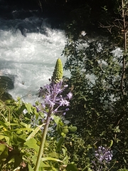 Scilla hyacinthoides