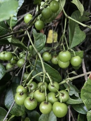 Cissus trianae