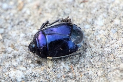 Canthophorus melanopterus