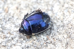 Canthophorus melanopterus