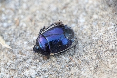 Canthophorus melanopterus