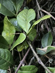 Cissus trianae